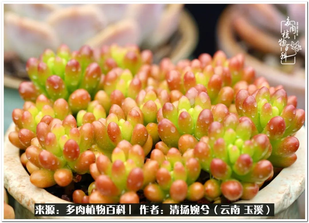 夏天好养颜值高的多肉,可爱的小多肉