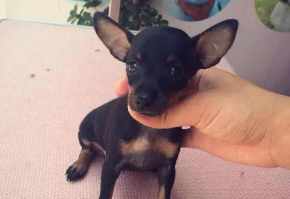 小鹿犬吃什么驱虫药,小鹿犬很调皮怎么办