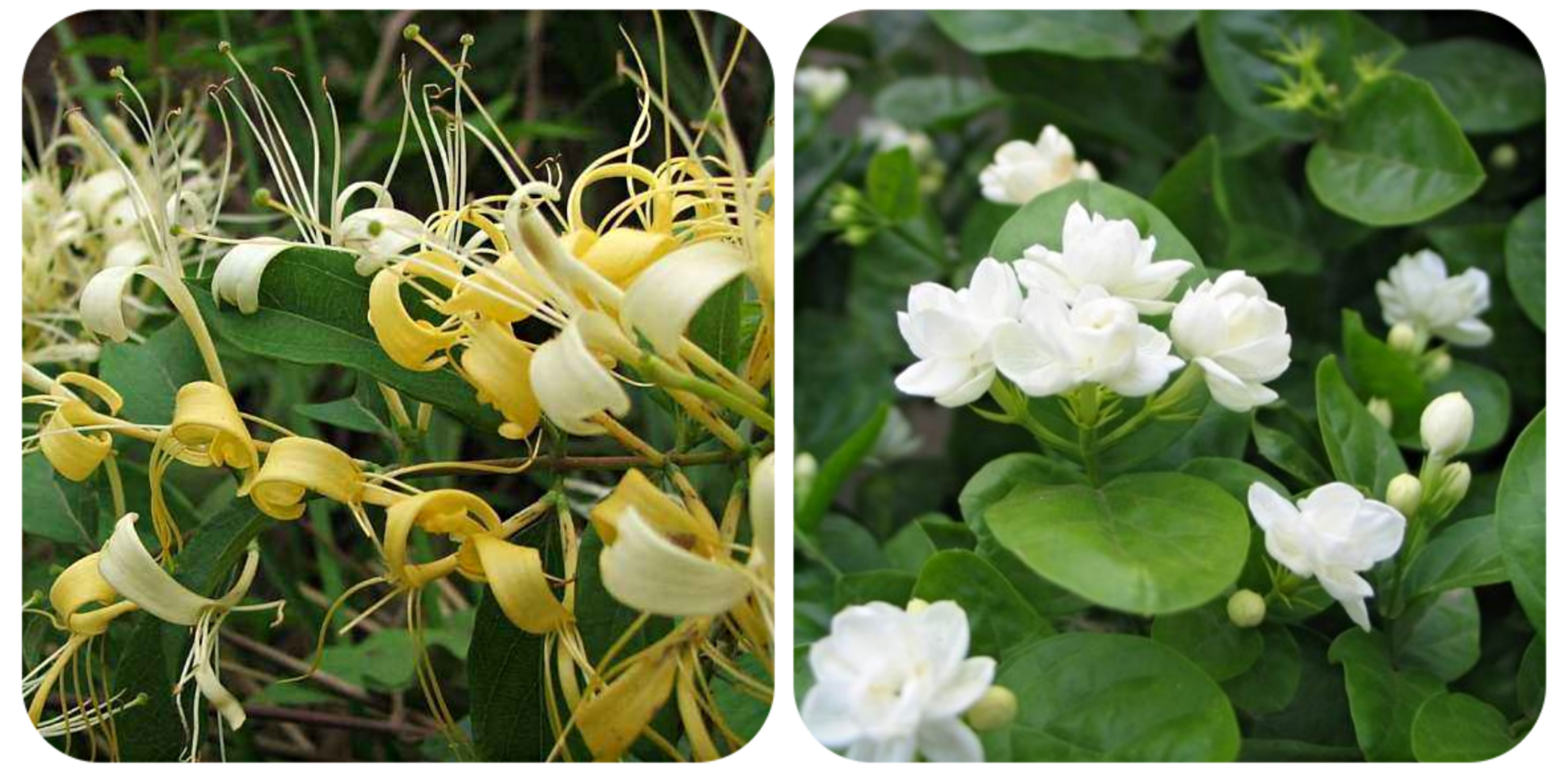 100种野菜大全图解,认识100种野菜视频大全完整版