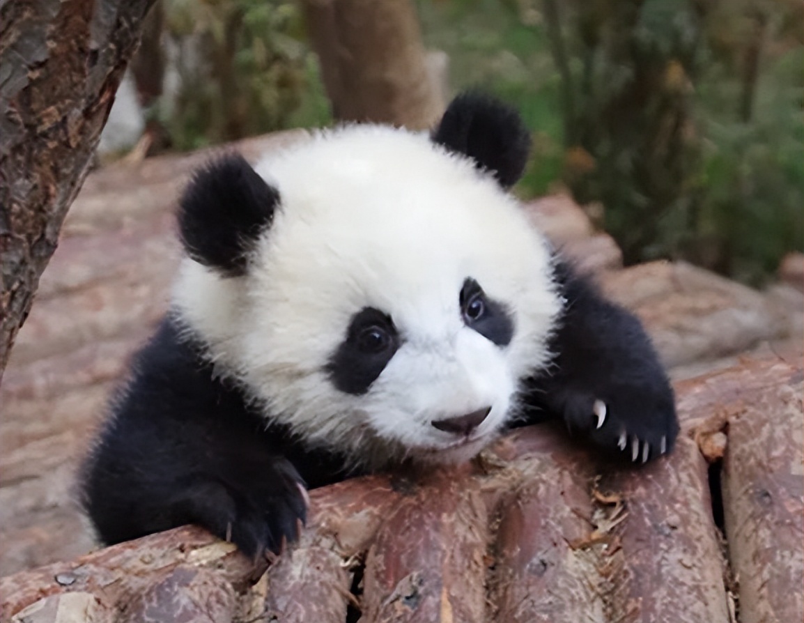 中国十大顶流女明星,顶流女明星穿越电视剧