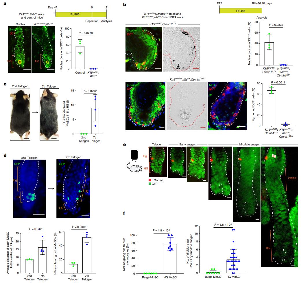 科学研究的最新发现白发变黑发,头发白发转黑真实亲身体验