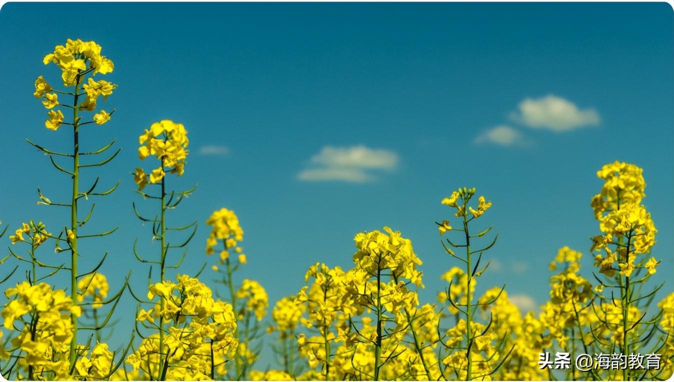 马云鹏数量关系主题讲座视频,马云鹏新课标数与代数解读心得