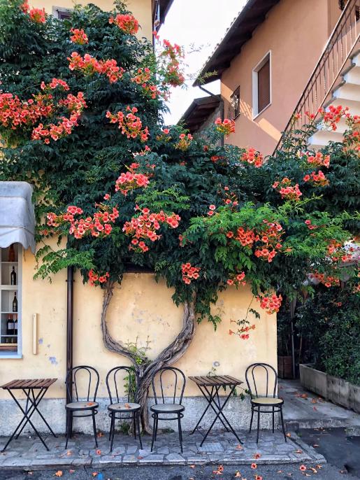 爬墙的绿植花卉有哪些,可以一年四季可以养的爬墙绿植