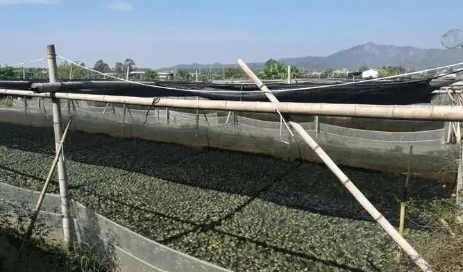 牛蛙养殖新政策,牛蛙养殖有什么风险