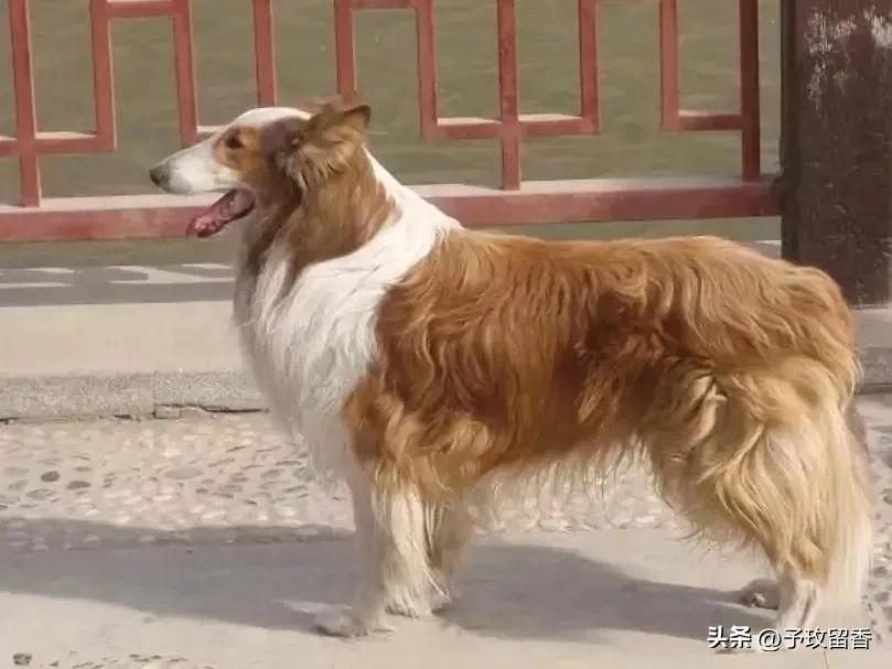 狗的种类常见宠物狗的品种及特点,宠物狗种类及特点