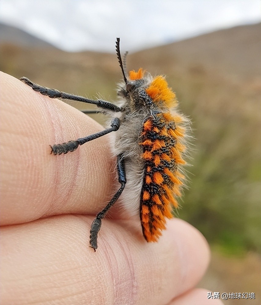 10种最罕见的神秘生物,35种罕见生物照片