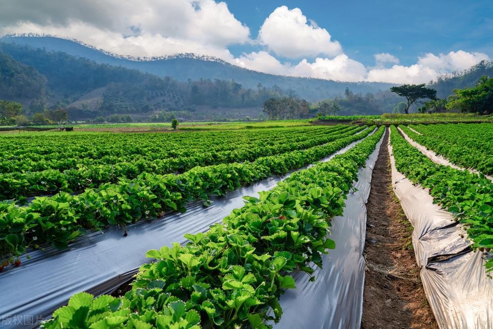 草莓园摘草莓怎么拍照,好玩的摘草莓胜地打卡