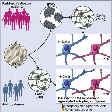 世界帕金森病日第28个主题,世界帕金森病日完整版