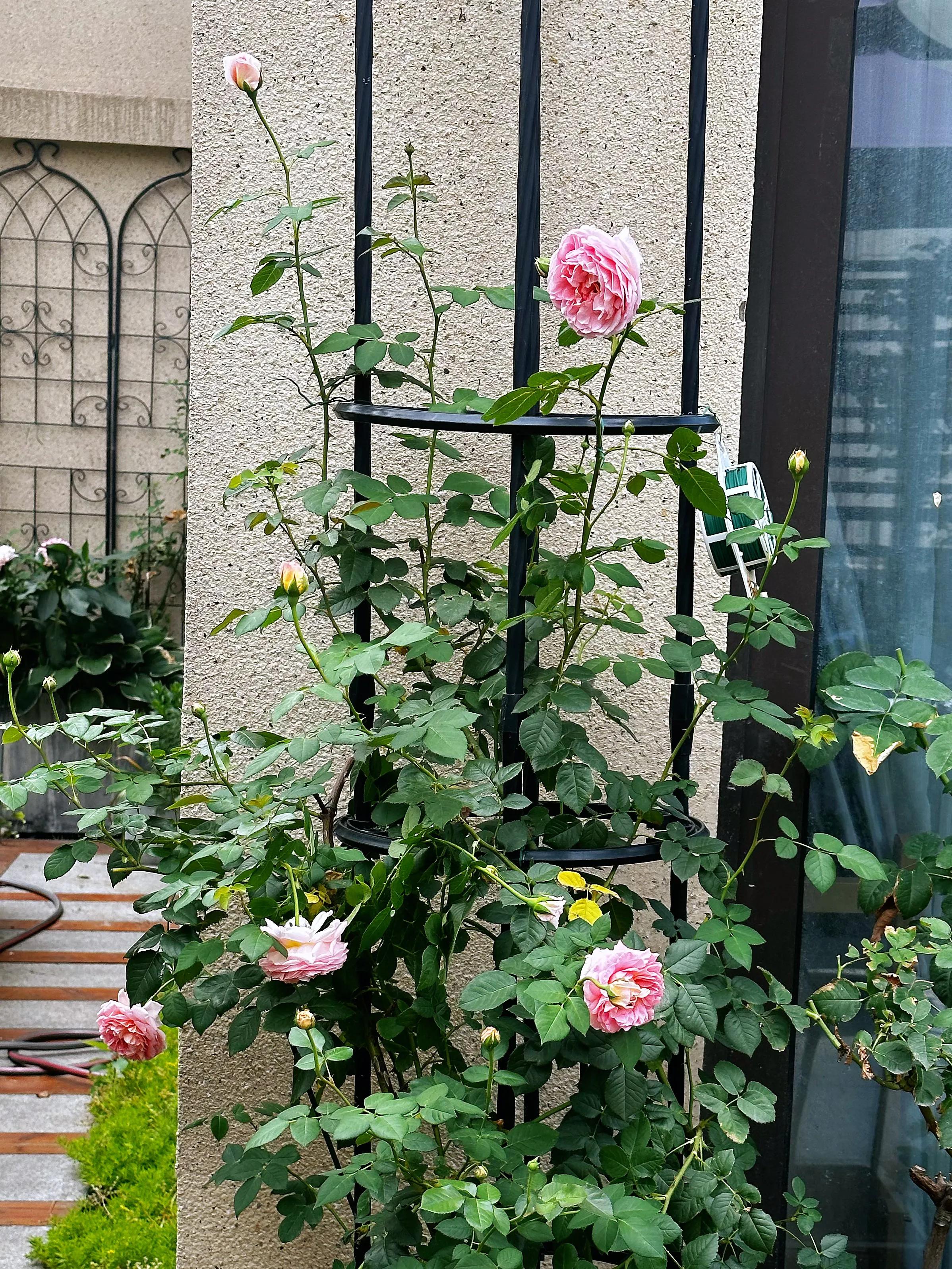 多季节开花的月季有哪些,夏天月季开花不标准