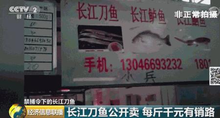长江禁捕刀鱼哪里来的,长江十年禁捕刀鱼多吗