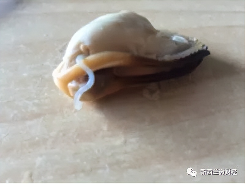 贝壳竟然吃出了一个小螃蟹,贝壳里吃出小沙蟹