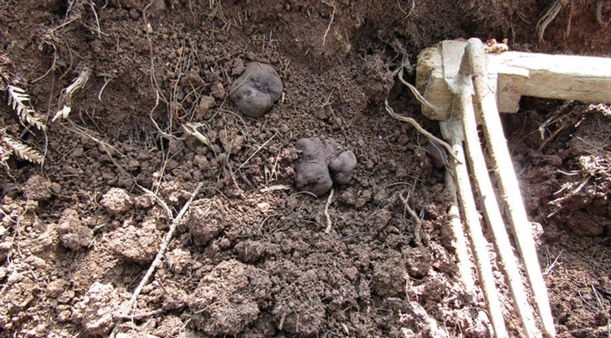 1块黑松露多少钱,黑松露白菜价