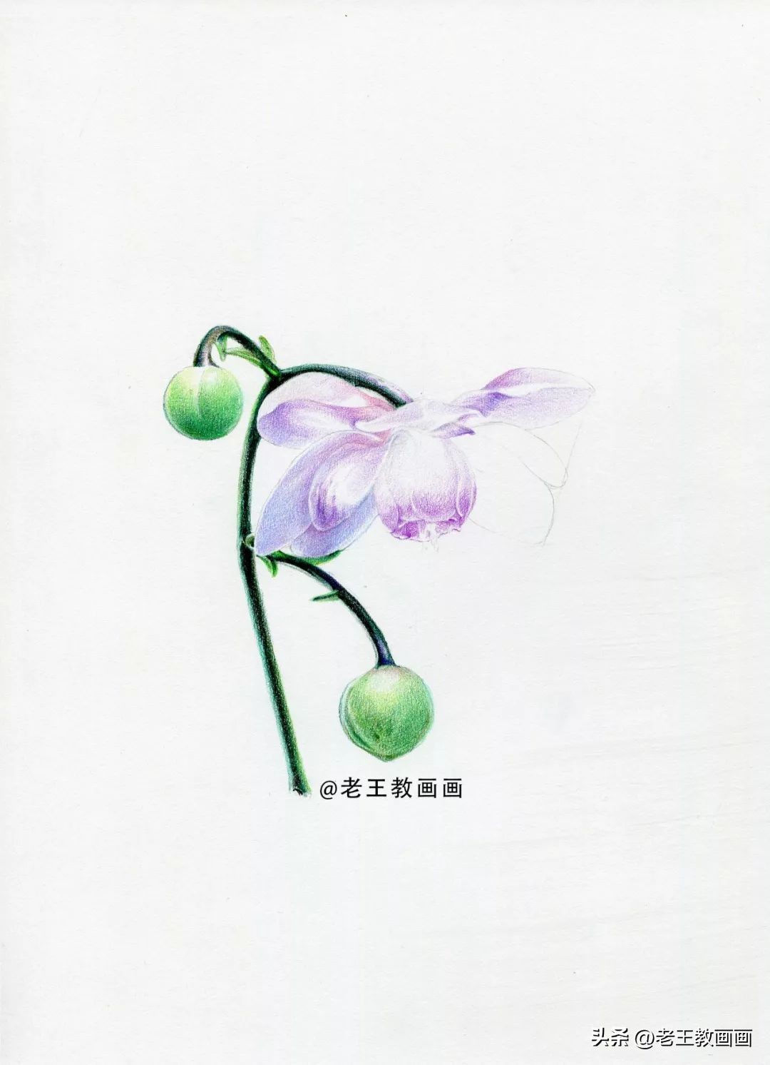 彩铅花卉画教程,零基础怎么画彩铅苹果