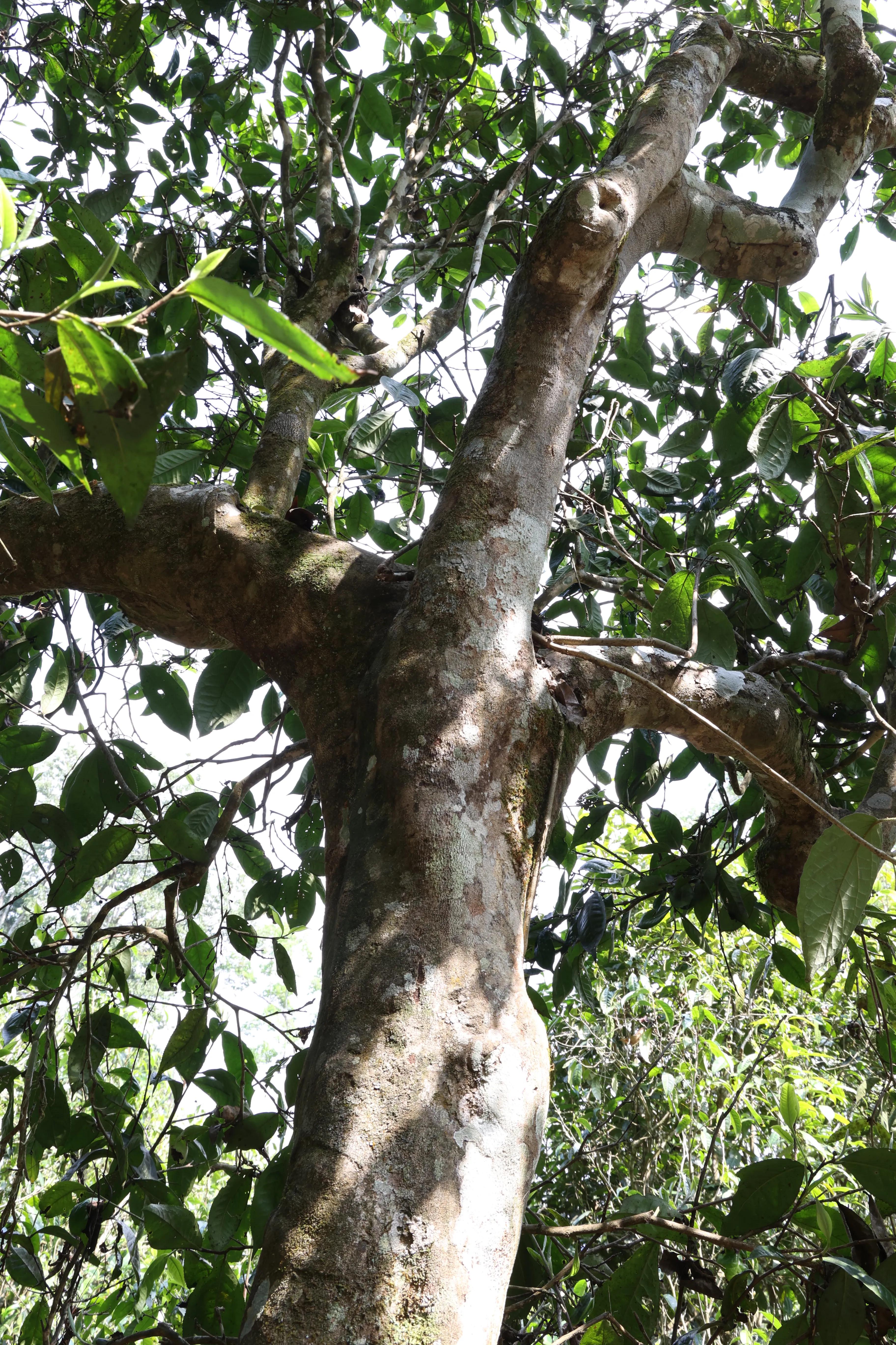 普洱茶皇冠上的明珠,普洱茶的十大名寨排名