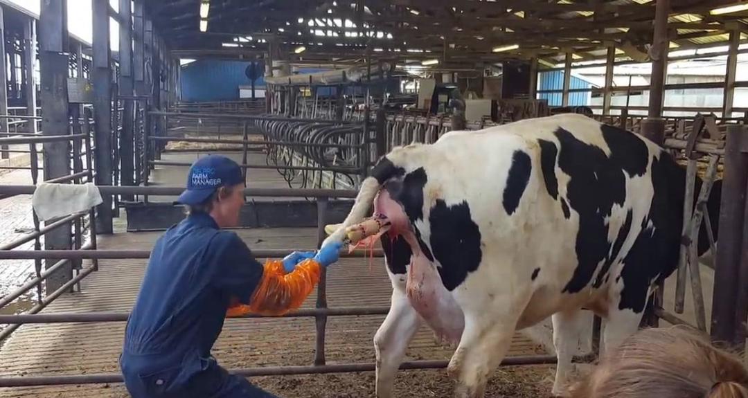 母牛养殖繁育怎么建牛舍,母牛养殖技术视频完整版