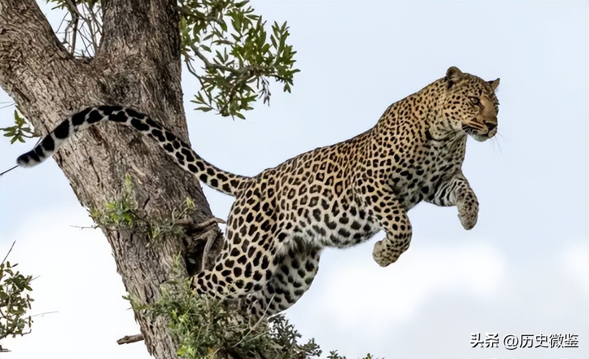 中国将5只华南虎放到非洲草原，繁衍15只后，为何迟迟不回中国