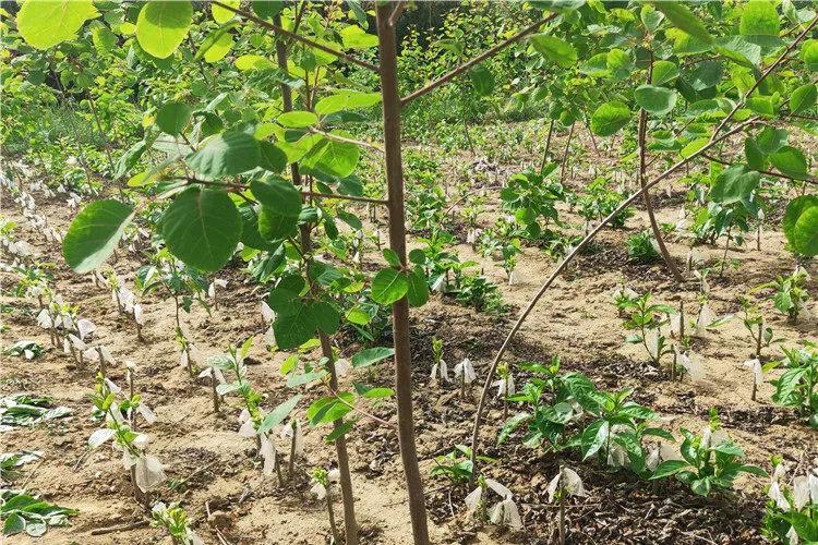 刚栽的树苗新芽枯萎怎么办,新栽的树不出芽怎么办