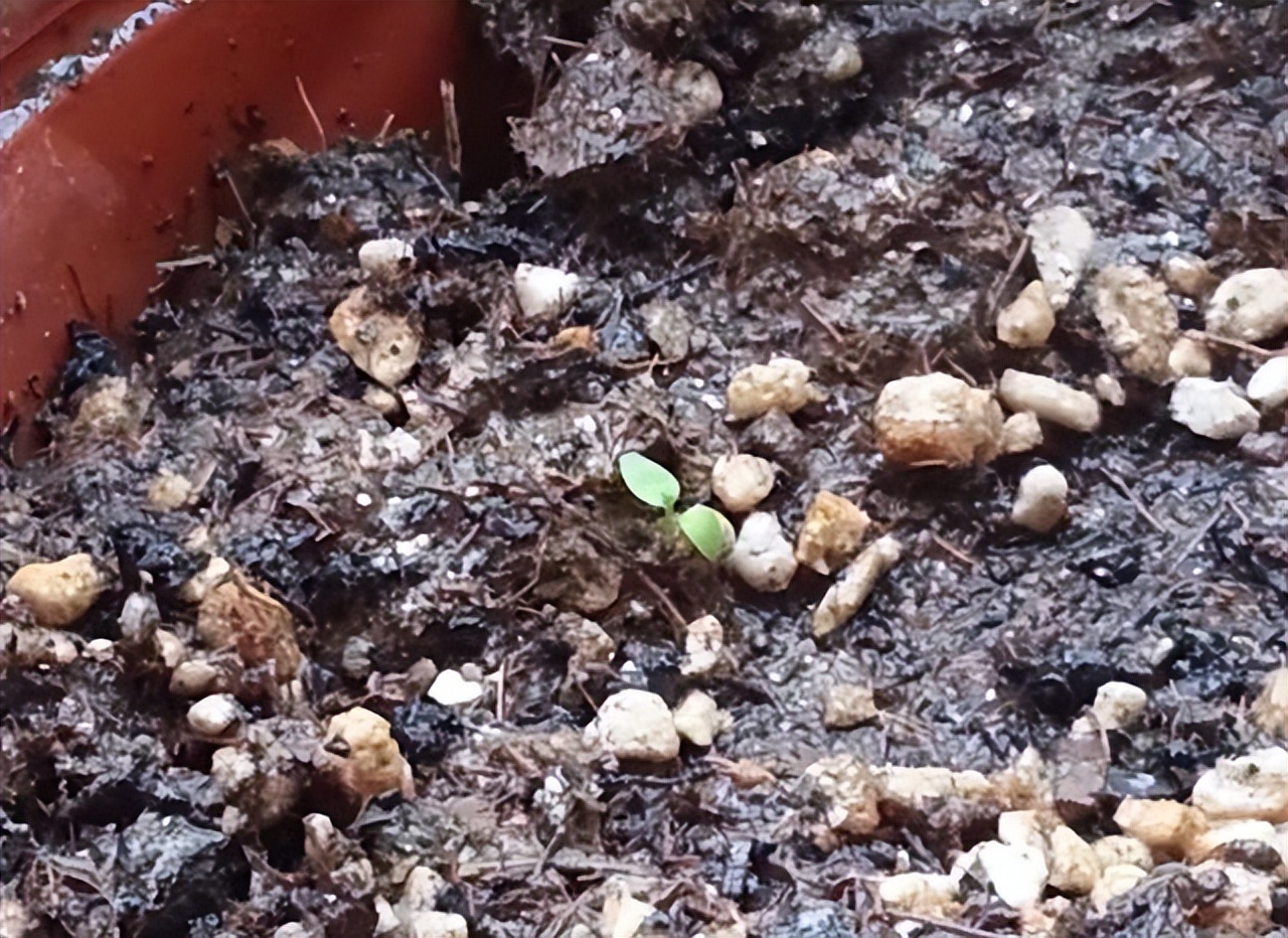 李子核埋在地下多久能发芽,吃剩的苹果核第二年种可以吗