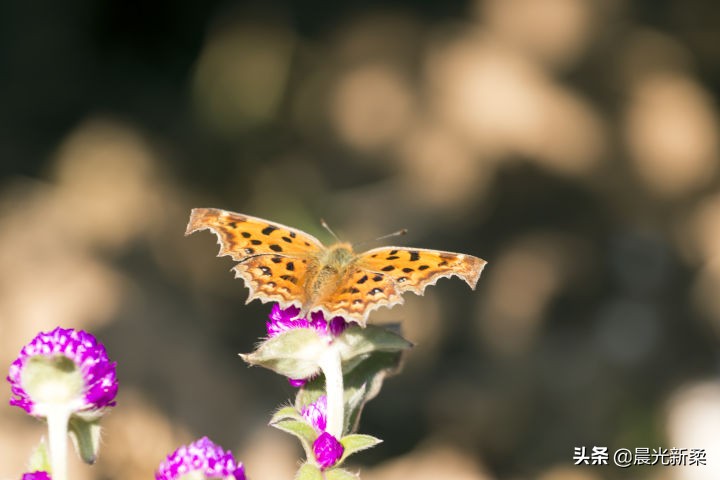 佳能70d入门配什么镜头,佳能70d入门用什么镜头