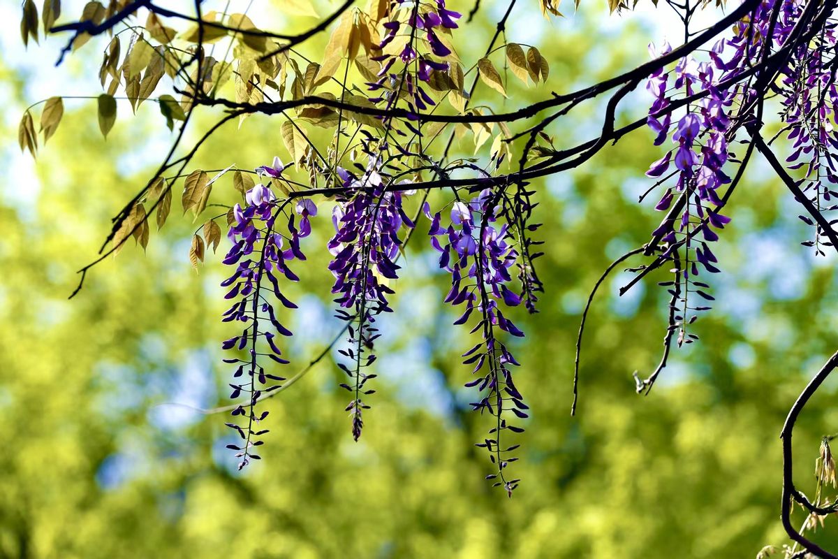 踏青寻找春季最美的时光,寻找最美春天春花烂漫正当时