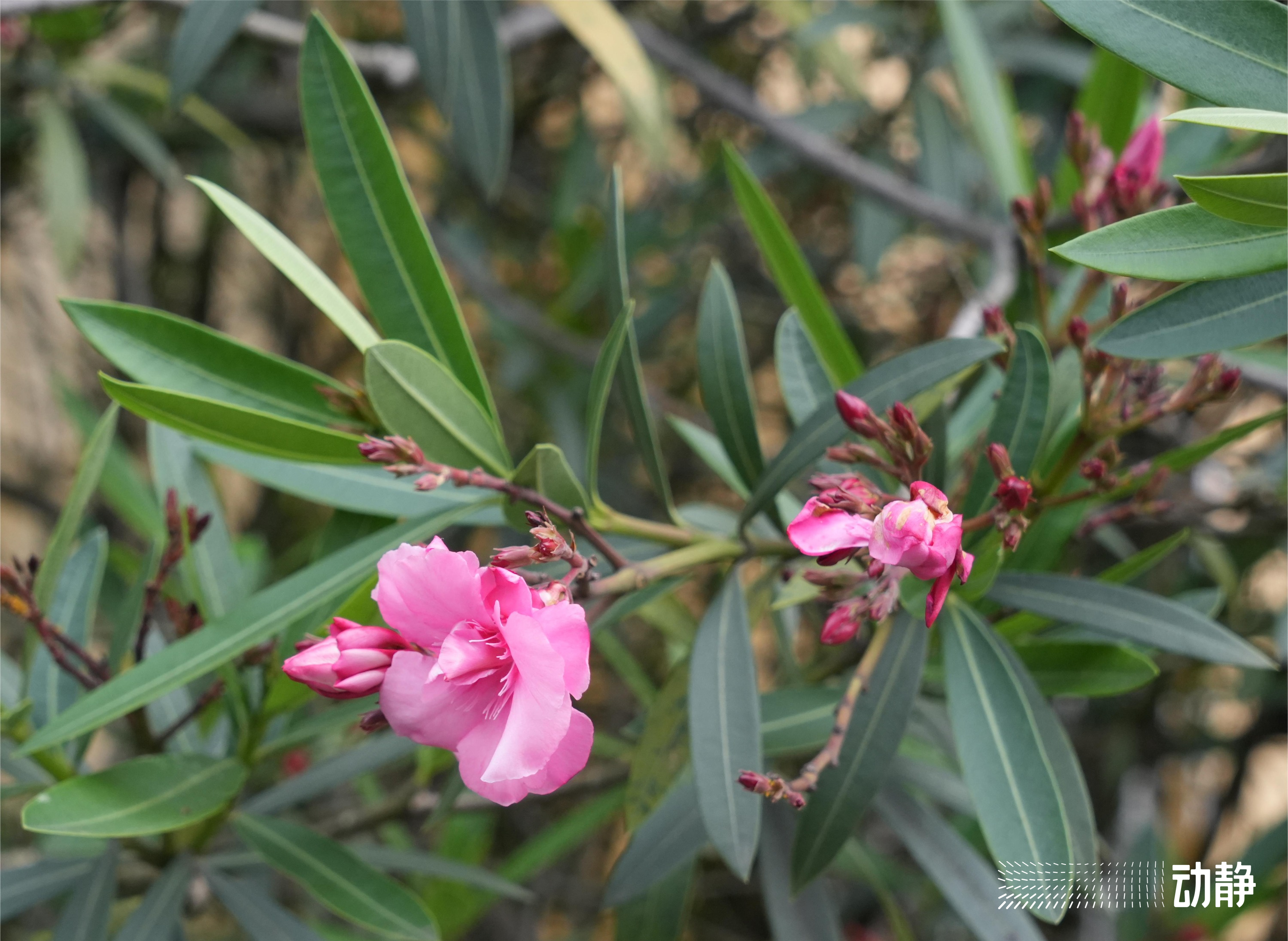 野性贵州有问必答丨有毒的夹竹桃，优秀的“环保卫士”