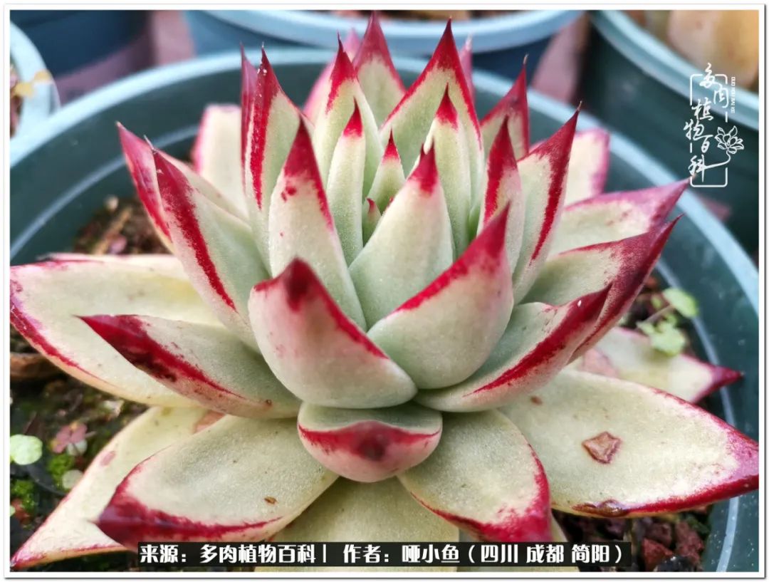 看世间繁华品一生,看世间繁华品人生美味