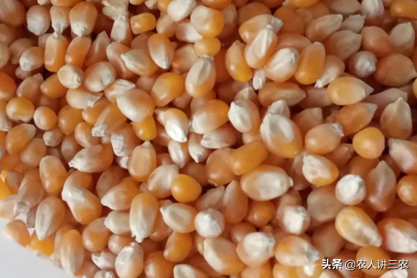 玉米种子高产王多少钱一斤,玉米种子高产王1573