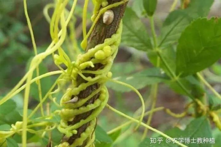 菟丝子神奇功效与图片,故事陈年