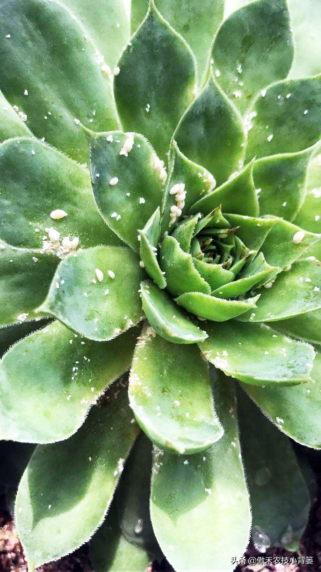 小小昆虫到底多可怕,小小红蜘蛛是什么