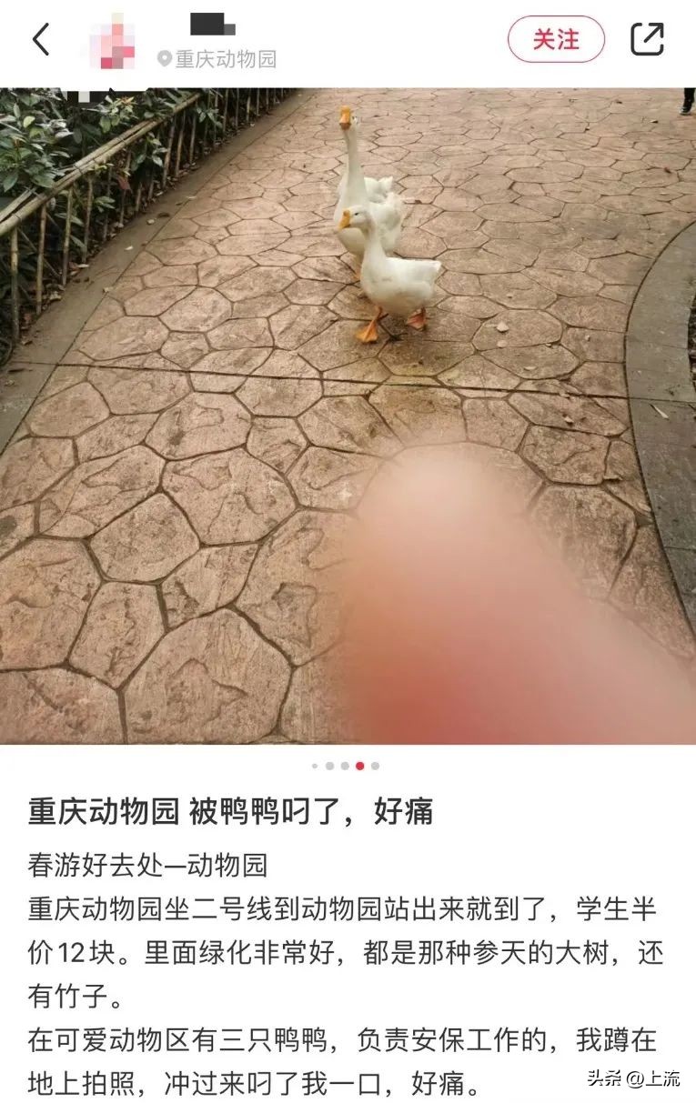 男孩景区遭鹈鹕灌顶,男孩被醍醐灌顶在什么景区