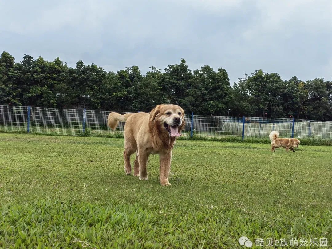 养狗误区123,养狗的误区