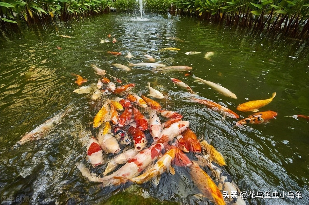 锦鲤怎么养才能养活自己,新手锦鲤怎么养