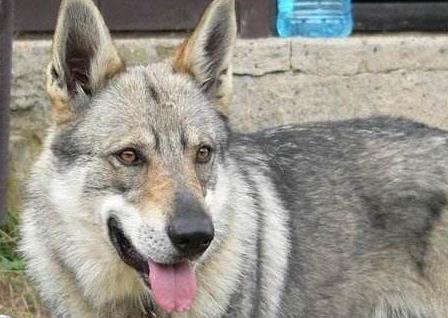 跟捷克狼犬一样霸气的狗,最像狼的国内犬