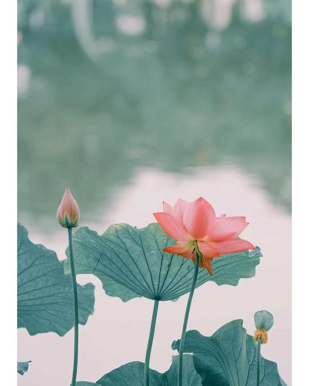 荷你有约环创,荷你有约完整视频