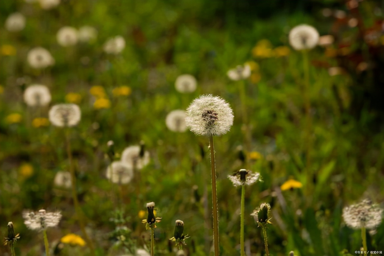蒲公英是纯天然的抗生素,蒲公英是天然的抗生素