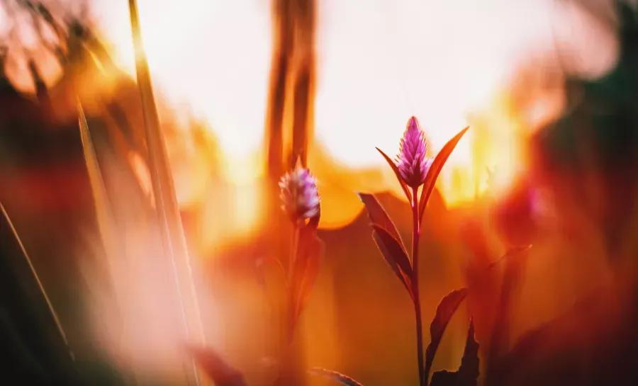 不问花开几许只愿浅笑安然全诗,相逢不问花开几许只愿浅笑安然