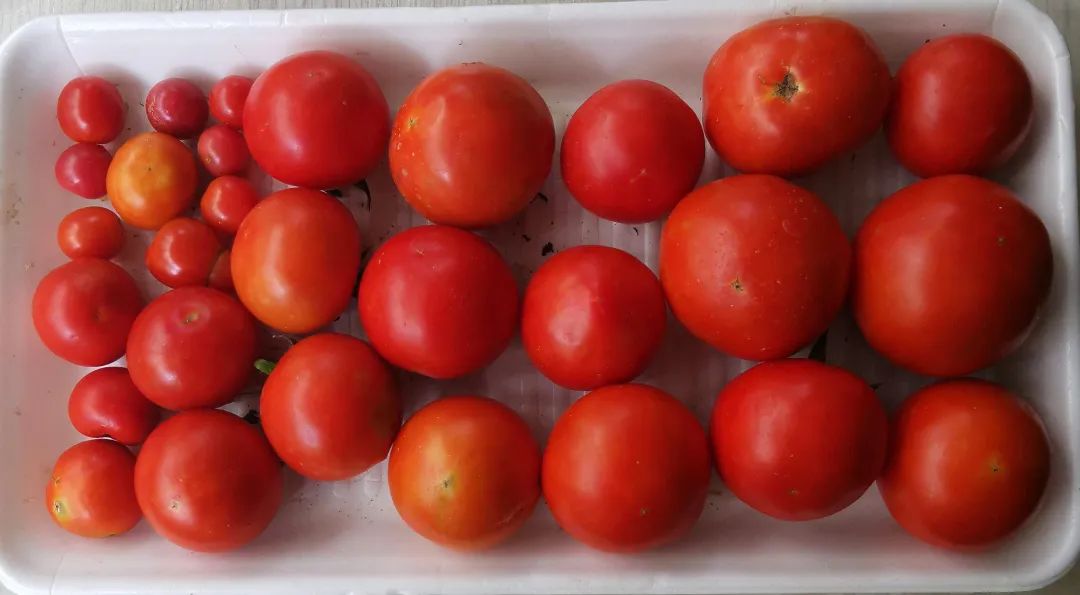 小时候番茄的味道描述,小时候的番茄味儿