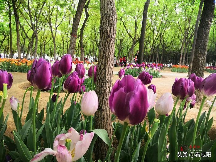 大美咸阳湖景区,大美咸阳