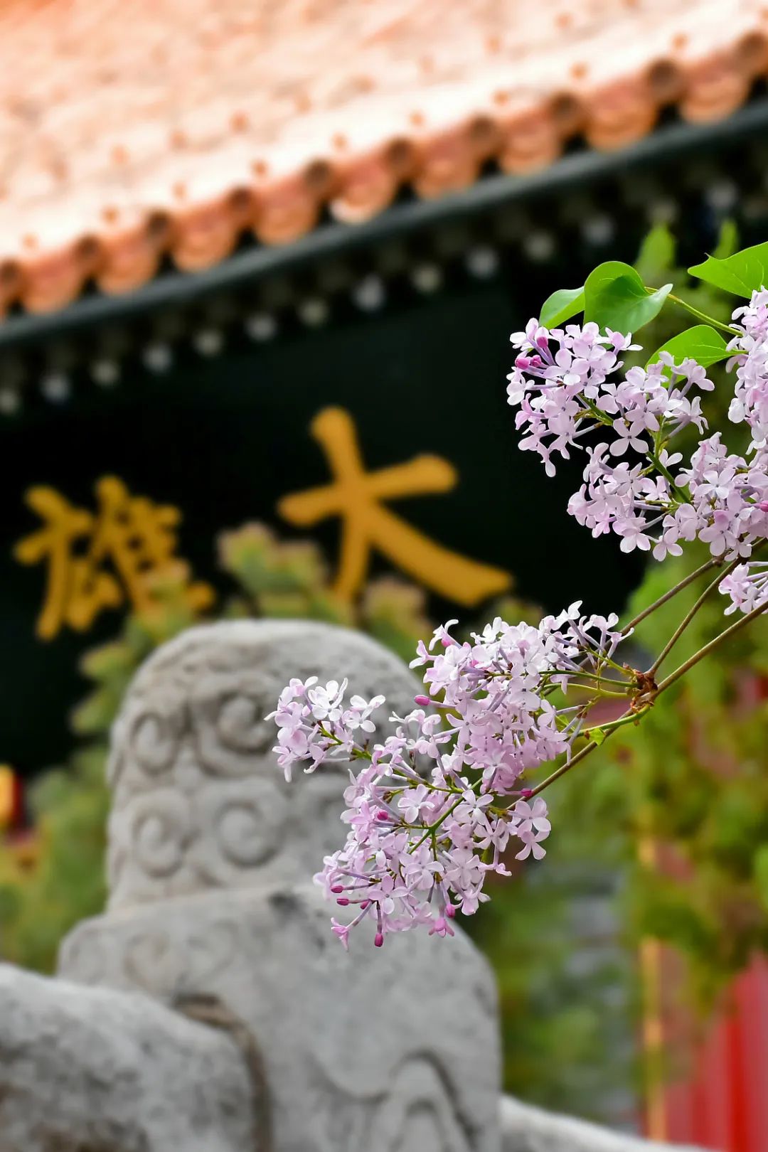 雍和宫北京最旺的古寺,不要再去人挤人的景点