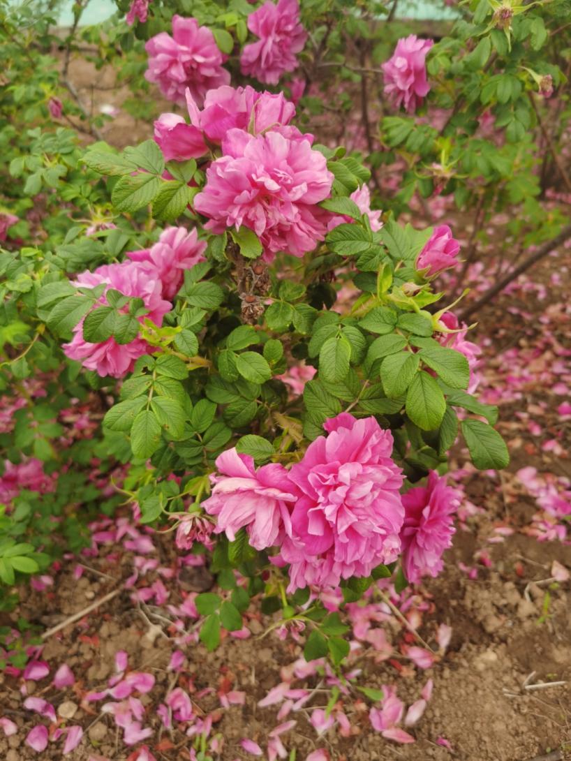 平阴玫瑰博览会门票,2019平阴玫瑰产业博览会