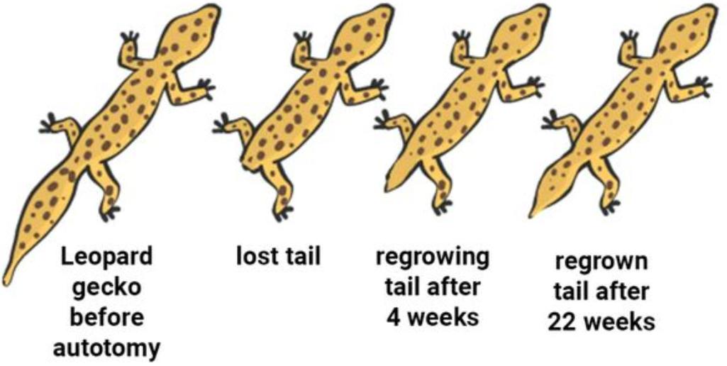 壁虎现实有那么毒么,人畜无害的壁虎为什么会列入五毒