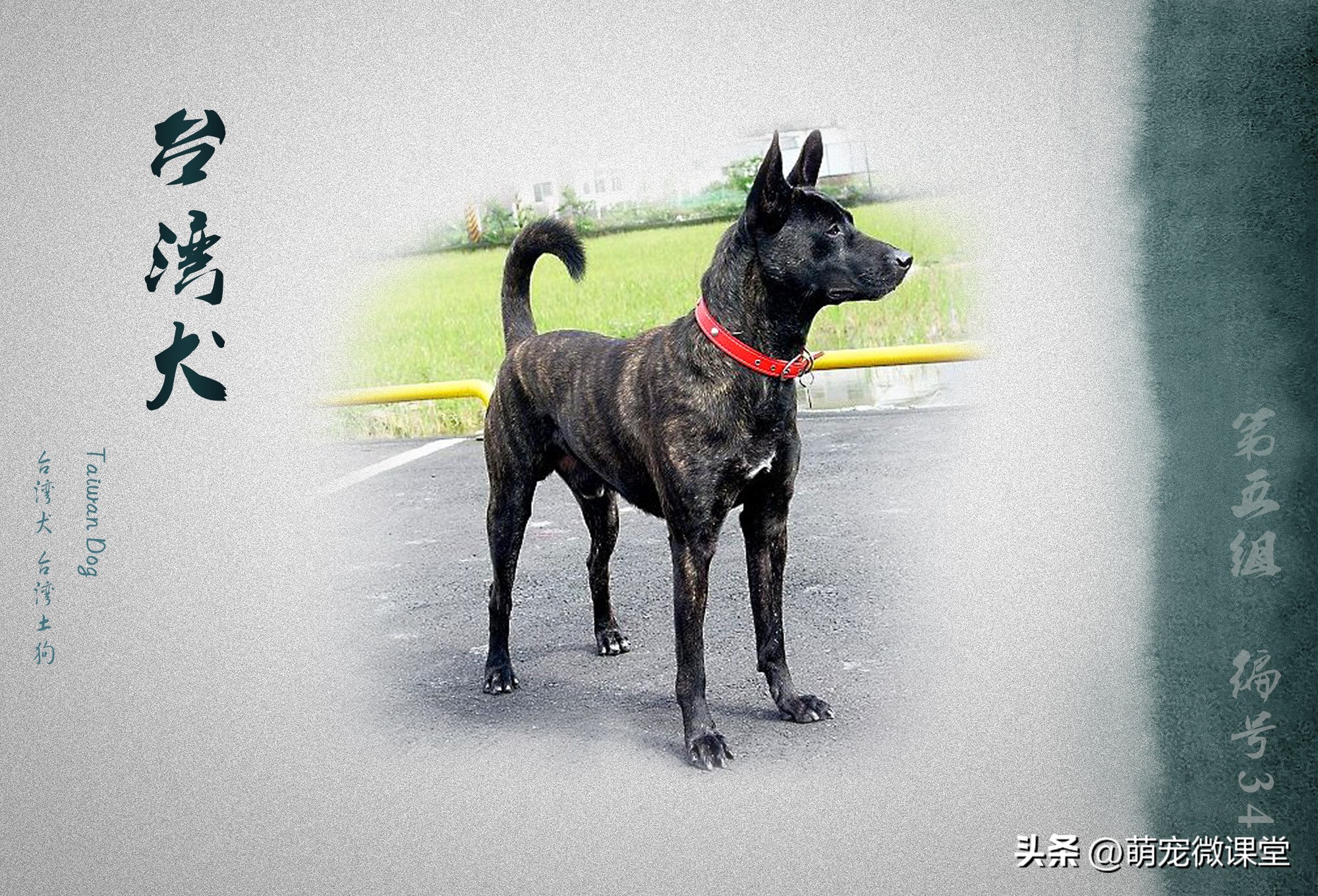 盘点我国本土犬种，有没有你们家乡的犬种？