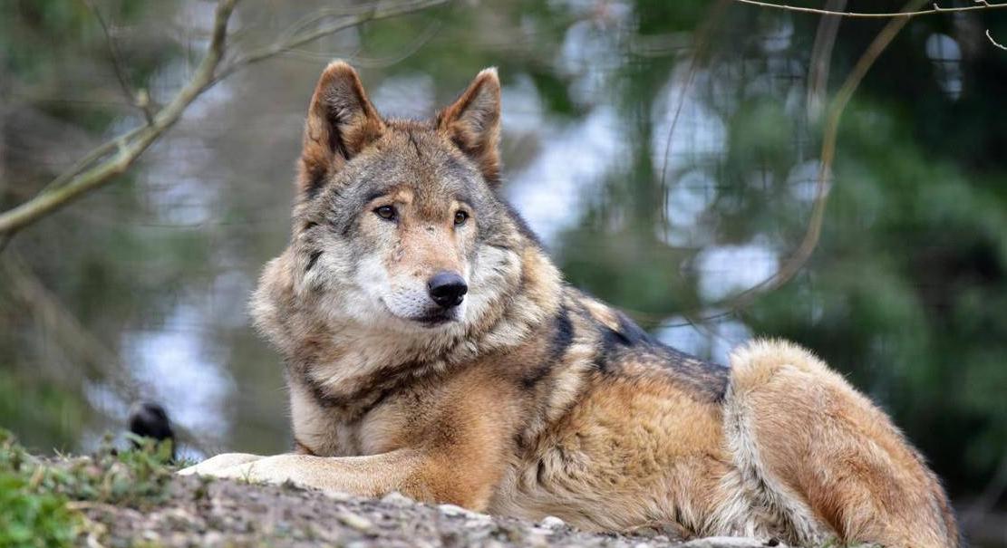 犬科和猫科进化史,犬科动物大揭秘