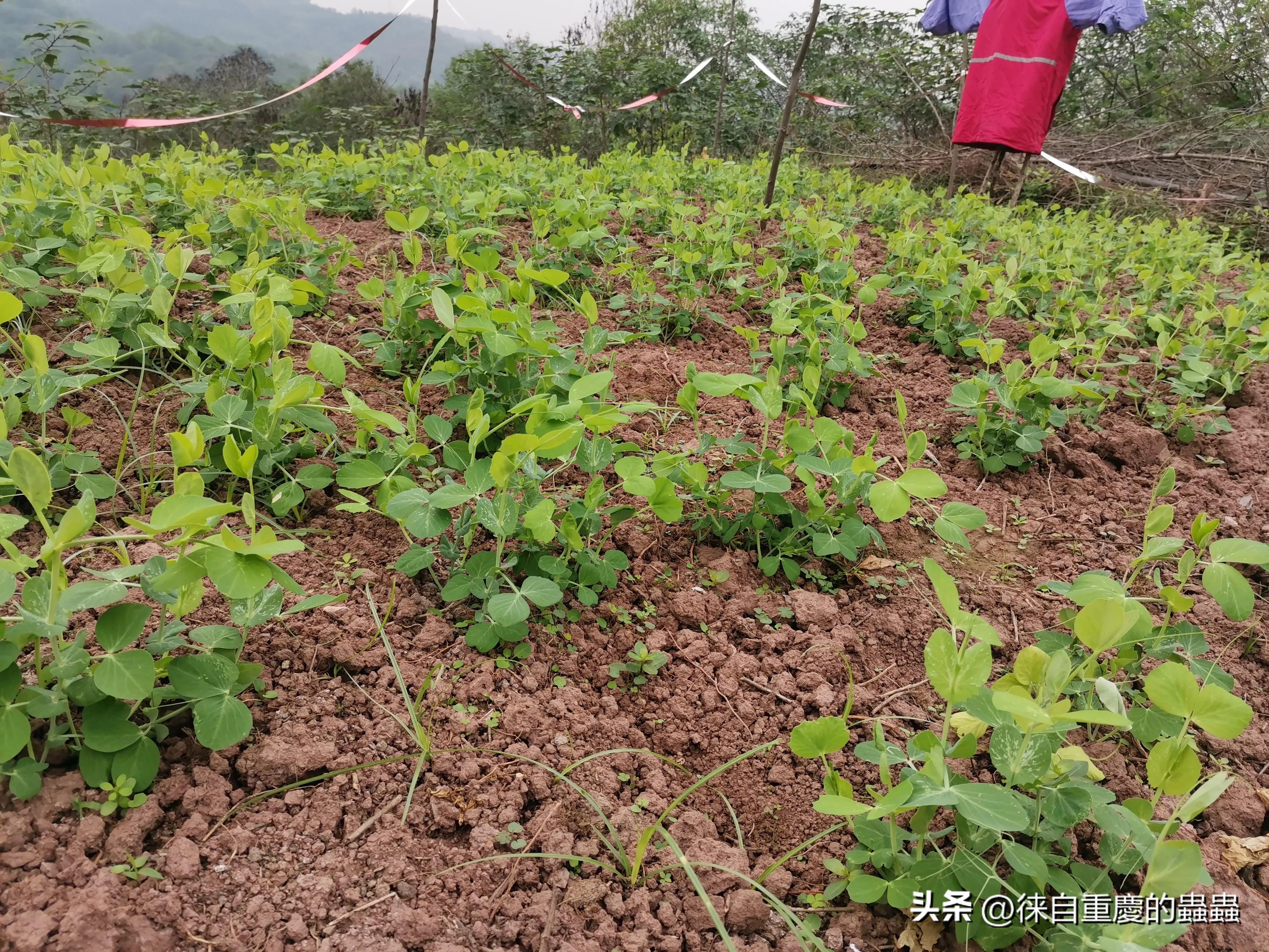 去年在城郊农村租栋破旧民房如今时时感到后悔（四）