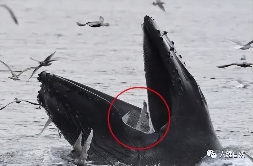 座头鲸张开大嘴捕食,鲸鱼吃巨鲸