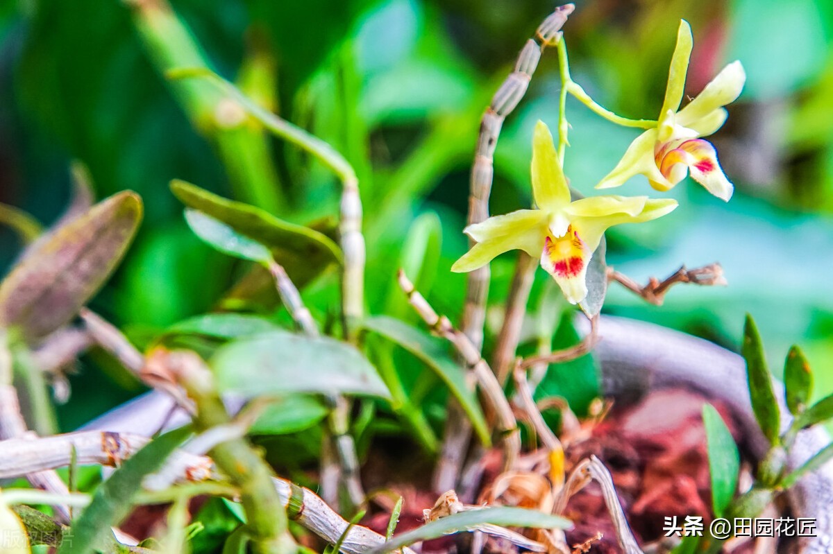 石斛花叶子发黄是什么原因,石斛开花后叶子发黄怎么回事