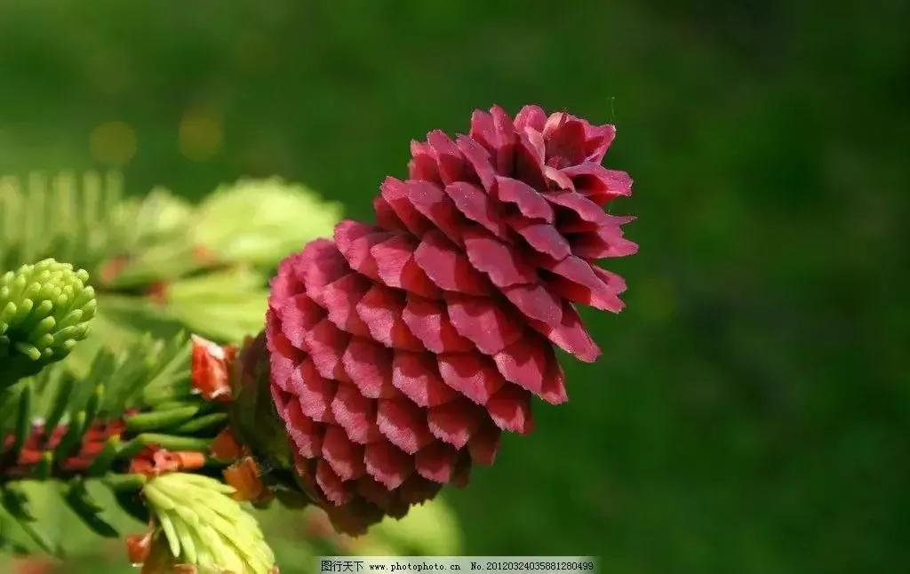 你见过松树吗,什么松树开花很漂亮