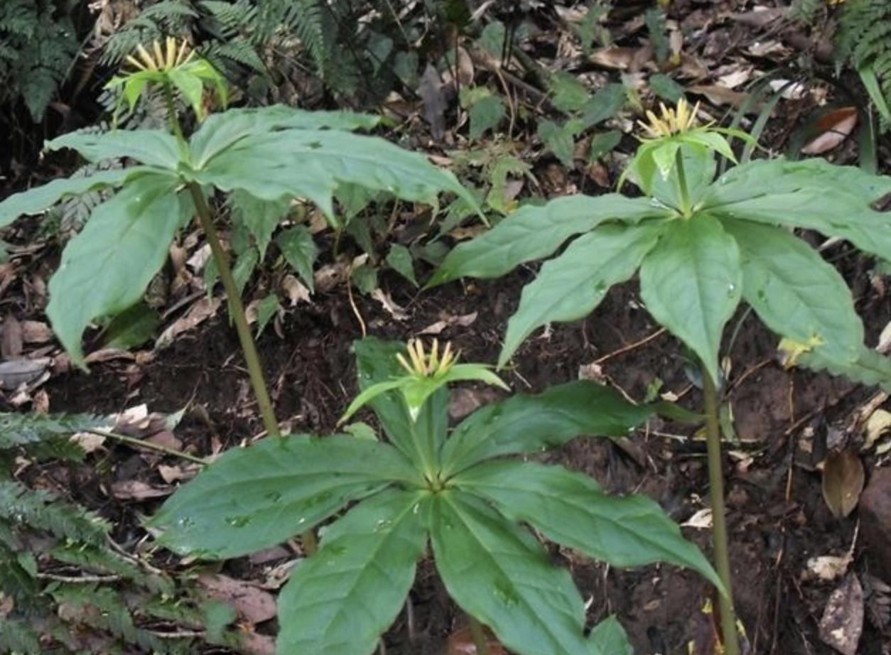 1株有1朵花，又名“七叶一枝花”，如今能按棵卖，十分珍贵且值钱