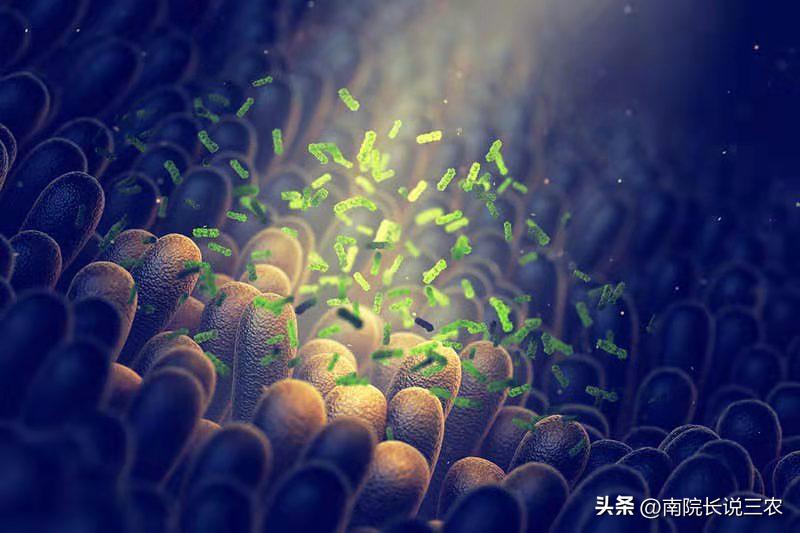 益生菌未来方向,益生菌二期