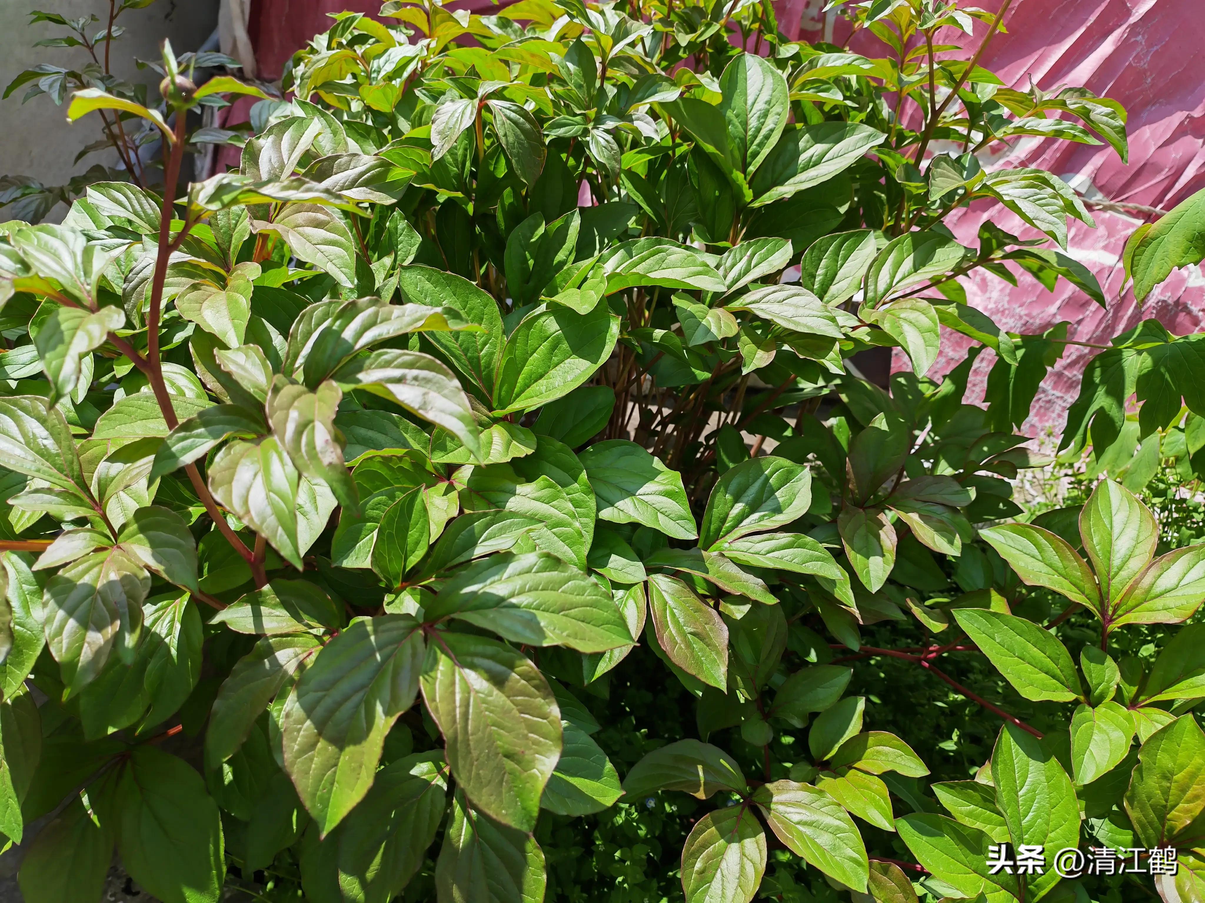 农作物最佳施肥时间和方法,作物长得不旺怎么办